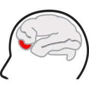 Logo Organisation for the Understanding of Cluster Headache Belgium