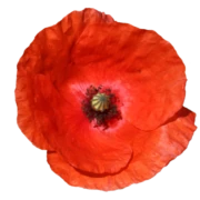 Logo Asbl Coquelicot en Hiver