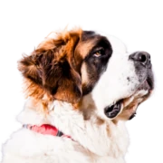 Logo SAINT-BERNARD DES ROUTES