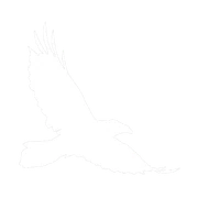 Logo White Ravens Consulting