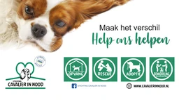 Logo Cavalier in Nood