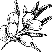 Logo Seaberry Liquids