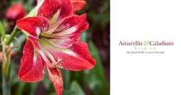 Logo AMARYLLIS