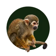 Logo COSTA VERDE