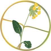 Logo Sleutelbloem Landelijke Steinerschool Voeren