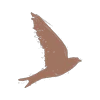 Logo BALIPATI
