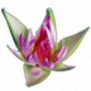 Logo BLOEMENATELIER LOTUS