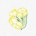 Logo Vrije Rudolf Steinerschool Gent - De Teunisbloem