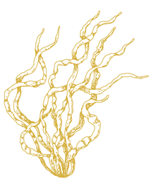 Logo De Zaatman