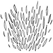 Logo Cie. RuinRuin