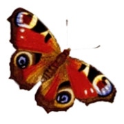 Logo DE ZORGVLINDER