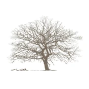 Logo ROUWCENTRUM VAN BEVER