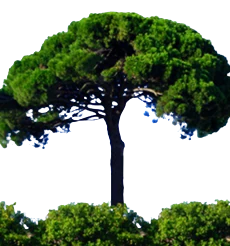 Logo Safegarden