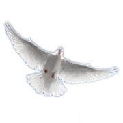 Logo La Colomba