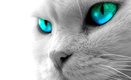 Logo DIERENARTSEN A PLUS