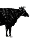 Logo BLACK COW