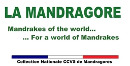 Logo LA MANDRAGORE