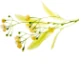 Logo APOTHEEK TILIA