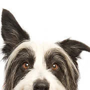 Logo Animal Trust