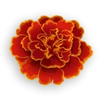 Logo MARIGOLD Developments