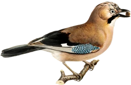 Logo GARRULUS
