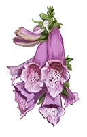 Logo DIGITALIS PURPUREA