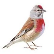 Logo Linnet