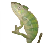 Logo KAMELEON